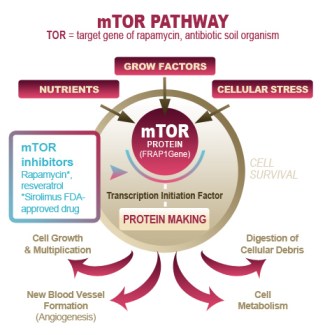 mTorPathway