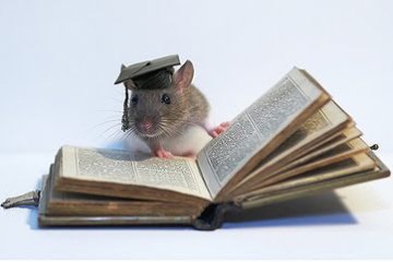 smart_rat2