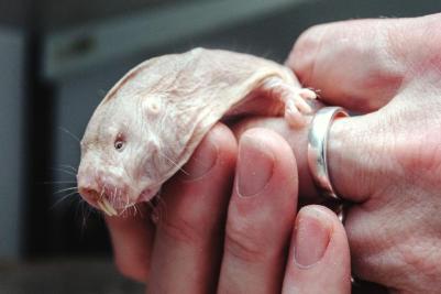 quest-for-immortality-what-will-win-tech-animals-body-image-1462808136-size_1000